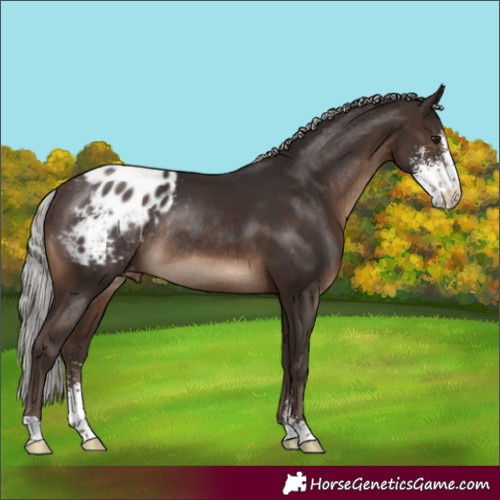 Horse Color:Silver Brown Sabino Appaloosa Rabicano