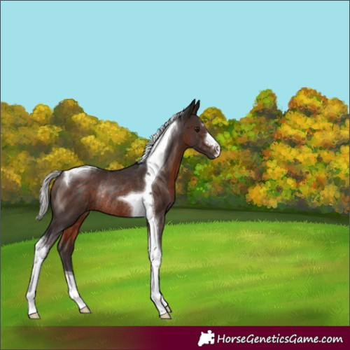 Horse Color:Silver Brown Tobiano Rabicano 