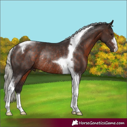 Horse Color:Silver Brown Tobiano Rabicano 