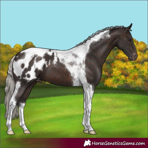 Horse Color:Silver Brown Tobiano Blanket 