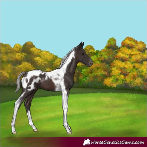 Horse Color:Silver Brown Tobiano Appaloosa 