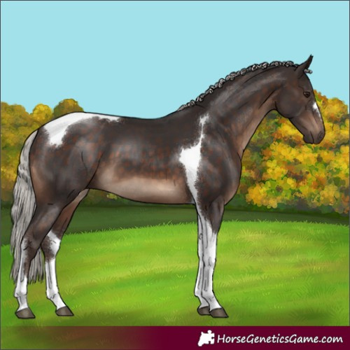 Horse Color:Silver Brown Tobiano 