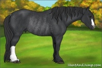 Horse Color:Black Rabicano