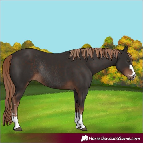 Horse Color:Liver Chestnut Rabicano 