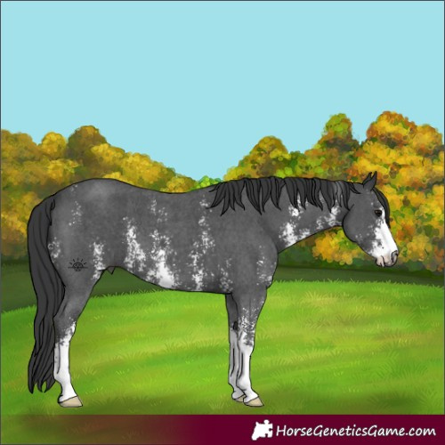 Horse Color:Black Sabino 