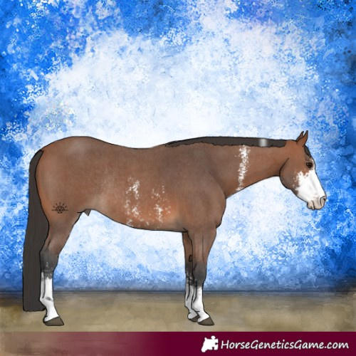Horse Color:Bay Sabino Rabicano