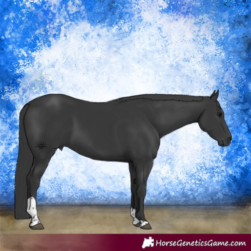 Horse Color:Black Tobiano