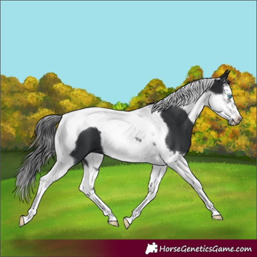 Horse Color:Black Splash Tobiano Frame 