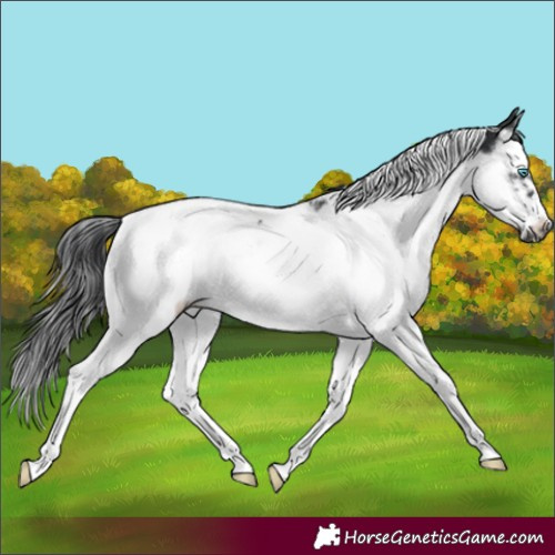 Horse Color:Black Splash Tobiano Frame 