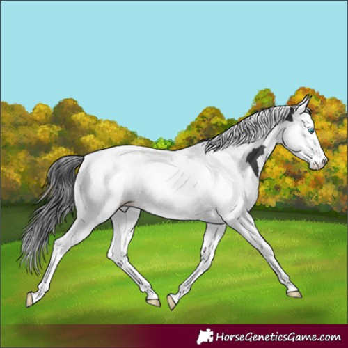 Horse Color:Black Splash Tobiano