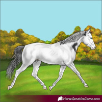 Horse Color:Black Splash Tobiano 