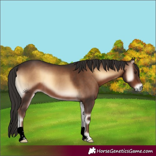Horse Color:Void Liver Red Onyx 