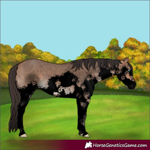 Horse Color:Void Bay Dun Splash 