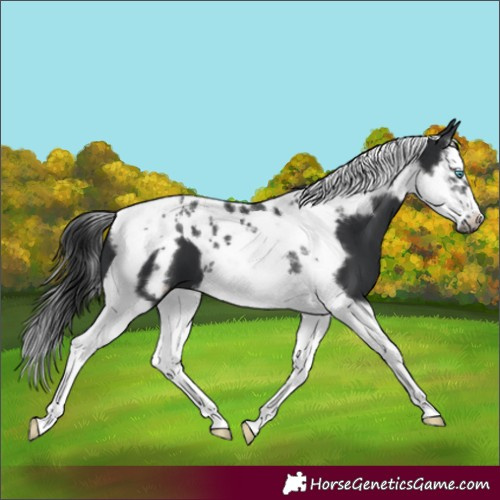 Horse Color:Black Splash Tobiano Frame