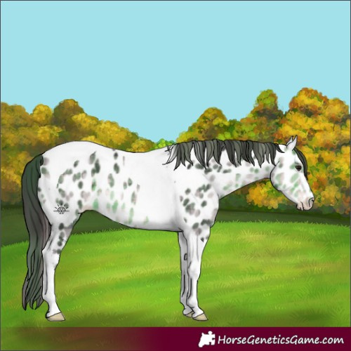 Horse Color:Platinum Plaid  Buckskin Tobiano Appaloosa 