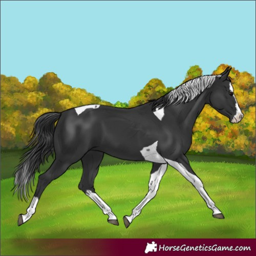 Horse Color:Black Splash Tobiano