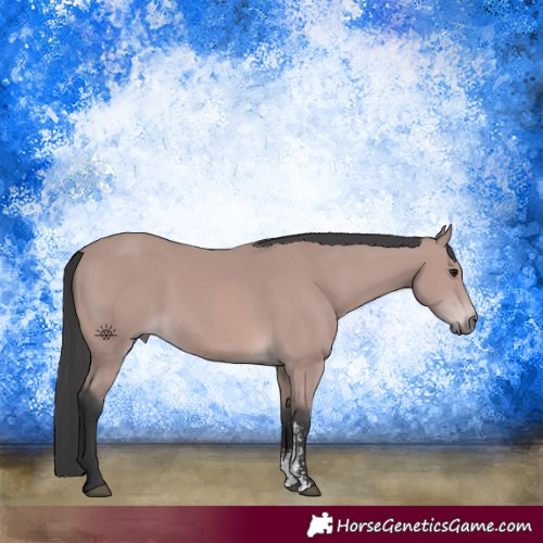 Horse Color:Platinum Bay Sabino 