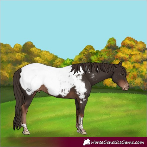 Horse Color:Liver Chestnut Tobiano Appaloosa 