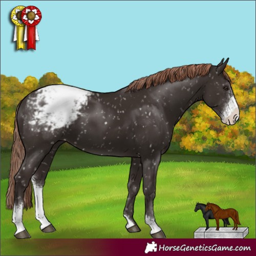 Horse Color:Liver Chestnut Sabino Appaloosa