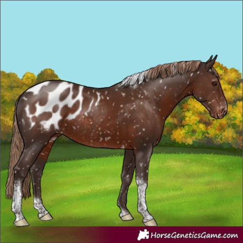 Horse Color:Liver Chestnut Tobiano Appaloosa Rabicano 