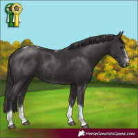 Horse Color:Smoky Black Sabino Tobiano Rabicano 