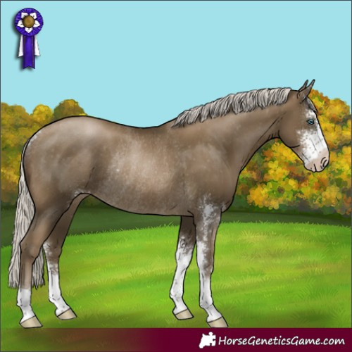 Horse Color:Gray Silver Smoky Black Pearl Sabino Appaloosa Rabicano 