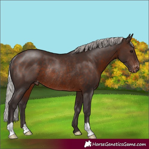 Horse Color:Silver Brown Appaloosa Rabicano 