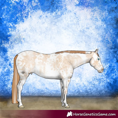 Horse Color:Buckskin Ice Pearl Sabino Splash Tobiano 