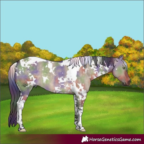 Horse Color:Nacre White Spotted Brown Dun Tobiano