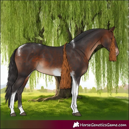 Horse Color:Brown Tobiano Appaloosa 