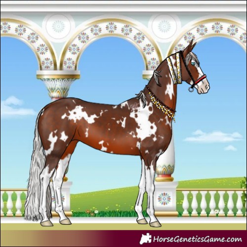 Horse Color:White Spotted Silver Brown Splash 
