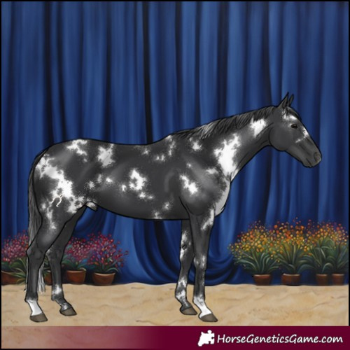 Horse Color:White Spotted Black
