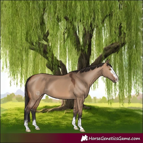 Horse Color:Bay Dun 