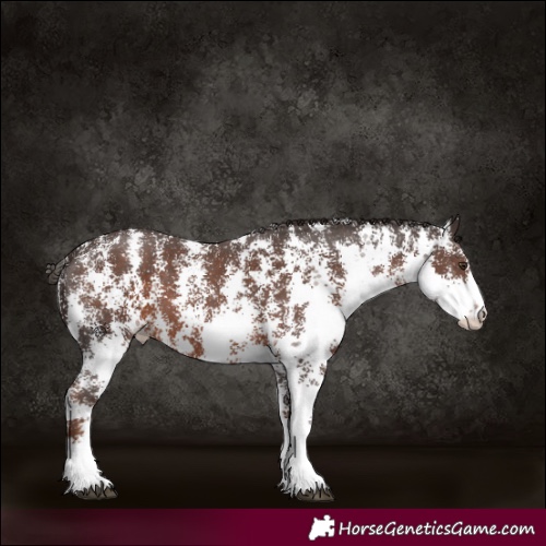 Horse Color:Liver Chestnut Sabino