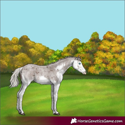 Horse Color:Silver Blue Roan Splash  and Silver Blue Roan Splash Tobiano 