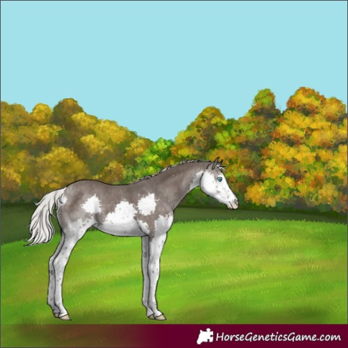 Horse Color:Silver Black Splash 