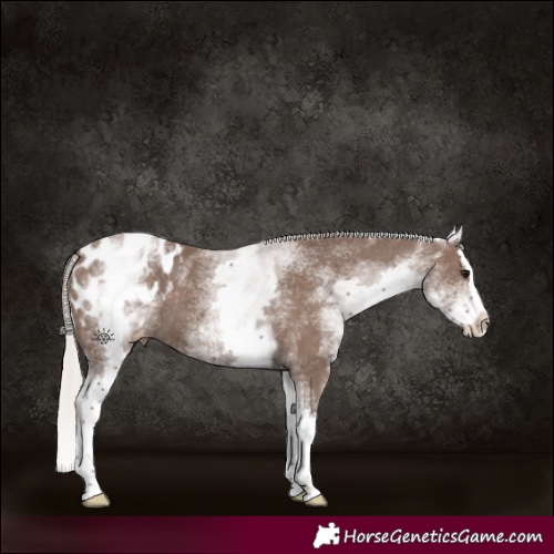Horse Color:White Spotted Silver Black Mushroom Splash Appaloosa