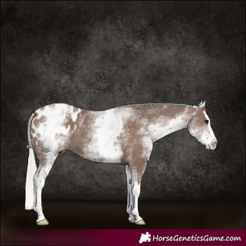 Horse Color:White Spotted Silver Black Mushroom Splash Appaloosa 