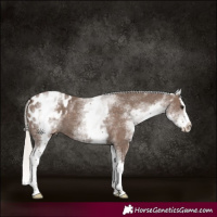Horse Color:White Spotted Silver Black Mushroom Splash Appaloosa 