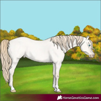 Horse Color:Perlino Roan Dun