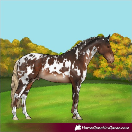 Horse Color:White Spotted Liver Chestnut Blanket 