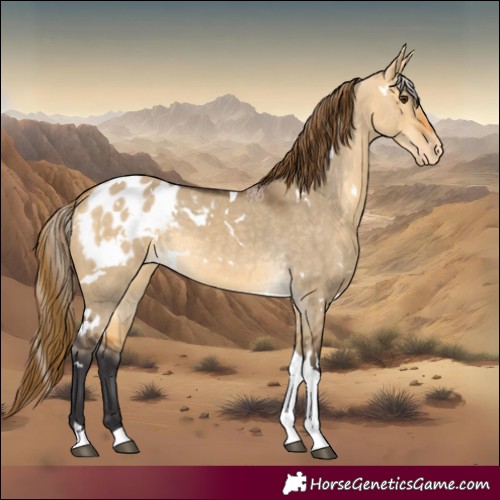 Horse Color:White Spotted Buckskin Dun Tobiano Blanket 