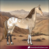 Horse Color:White Spotted Buckskin Dun Tobiano Blanket 