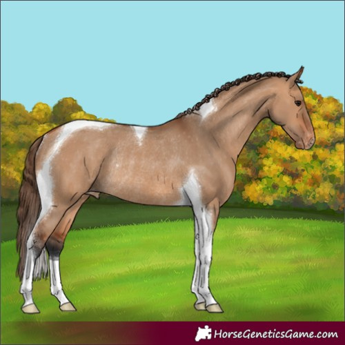 Horse Color:Bay Dun Tobiano Varnish Rabicano 