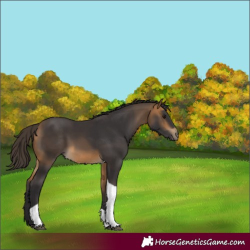 Horse Color:Unknown 