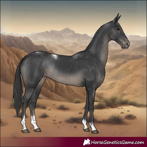 Horse Color:Black Tobiano Appaloosa Rabicano 
