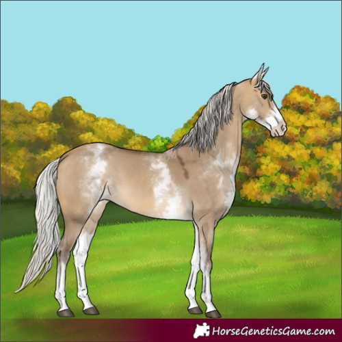 Horse Color:White Spotted Silver Buckskin Dun 