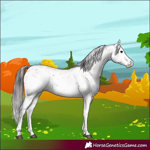 Horse Color:Bay Sabino