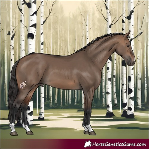 Horse Color:Brown Dun 