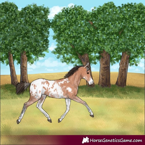 Horse Color:White Spotted Bay Sabino Appaloosa 